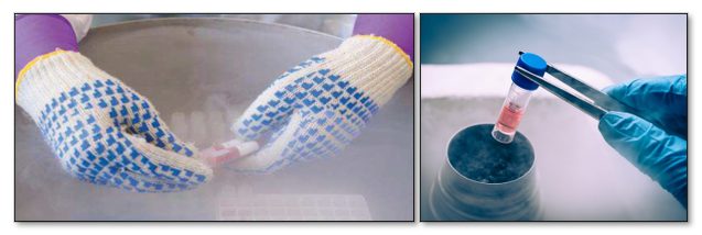 frozen_lab_labels